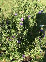 Barleria obtusa