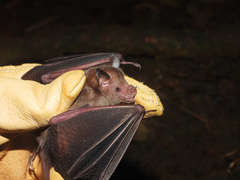 Brown Flower Bat photo 2