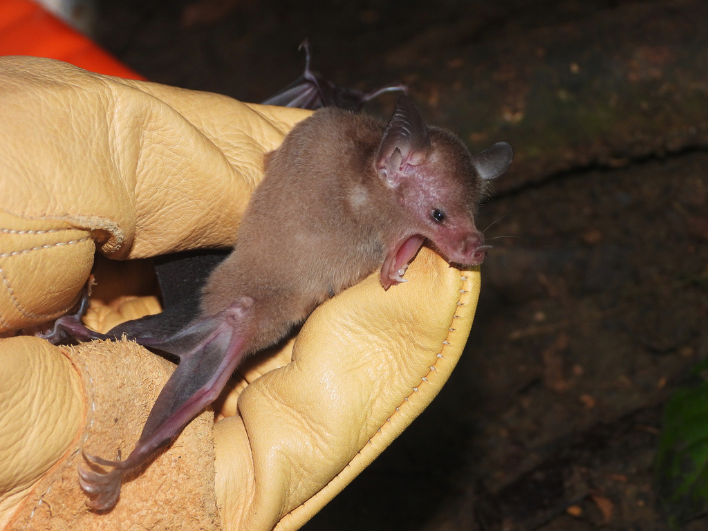 Brown Flower Bat