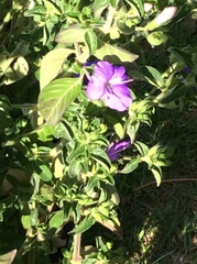 Barleria obtusa