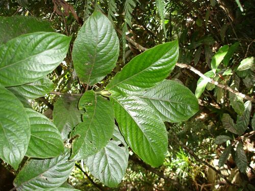 Psychotria pancheri observed 2006-08-12