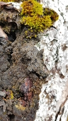 Fuscopannaria leucosticta