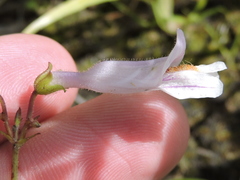 Penstemon laxiflorus