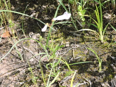 Penstemon laxiflorus