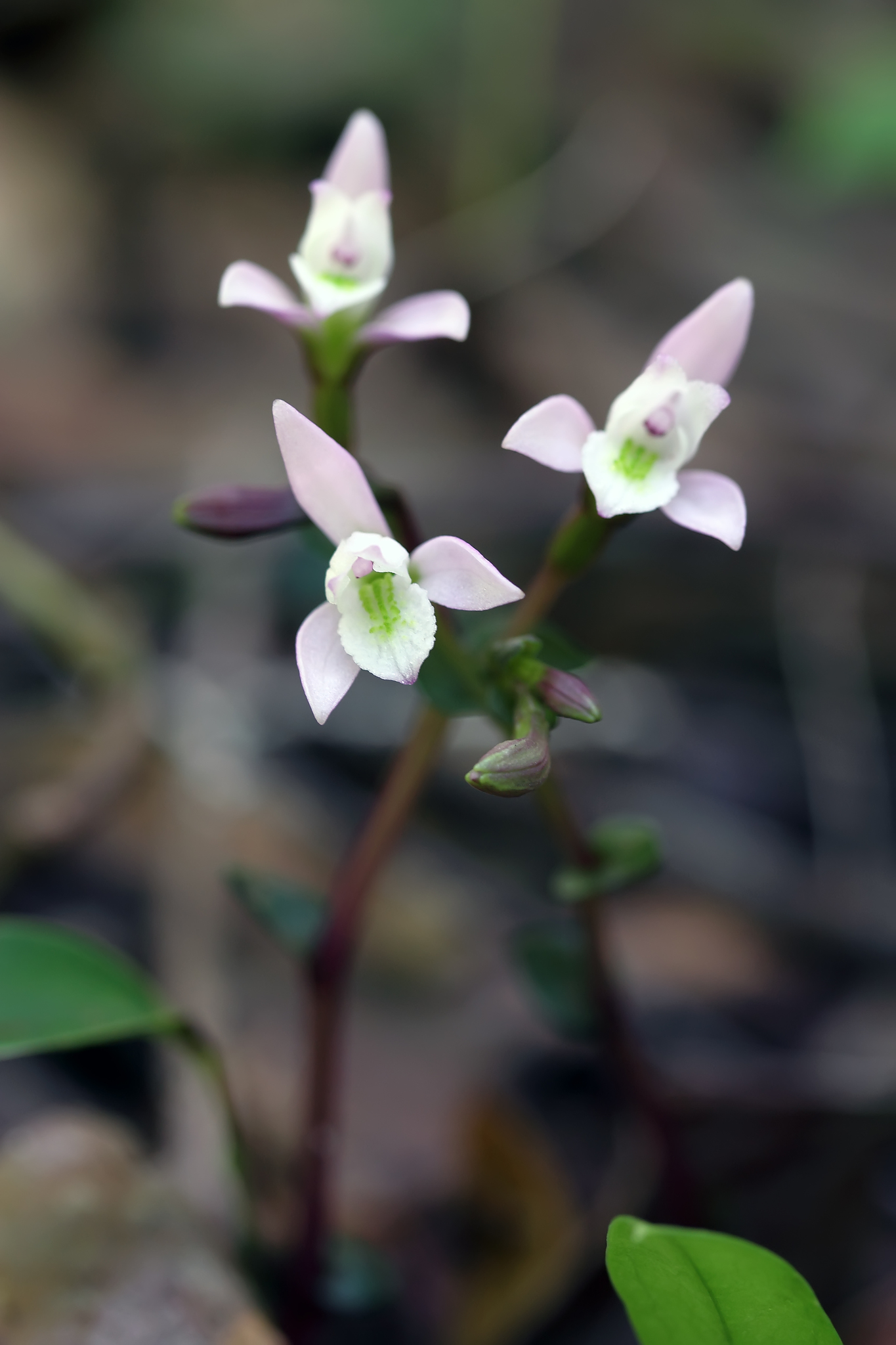 Triphora