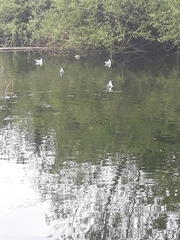 Chroicocephalus ridibundus