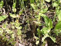 Spermolepis