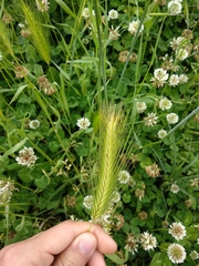 Poaceae