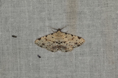 Sandava scitisignata