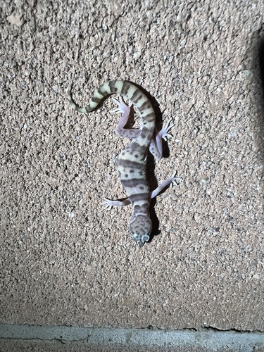 iNaturalist observation photo of Western Banded Gecko