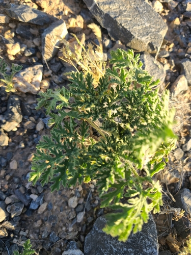 Image of Hedosyne ambrosiifolia by no rights reserved