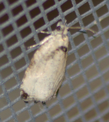 Olethreutes exoletum