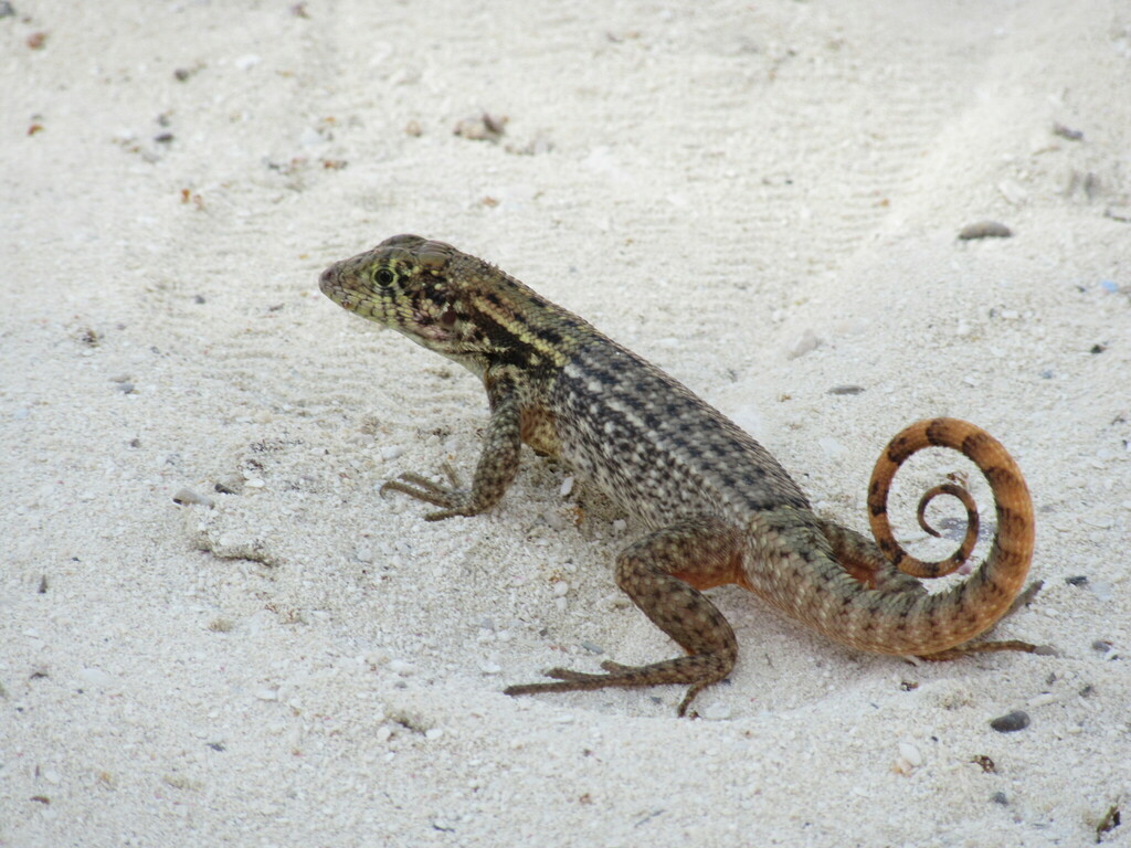 Northern Curly-tailed Lizard from Castaway Cay, The Bahamas on April 21 ...