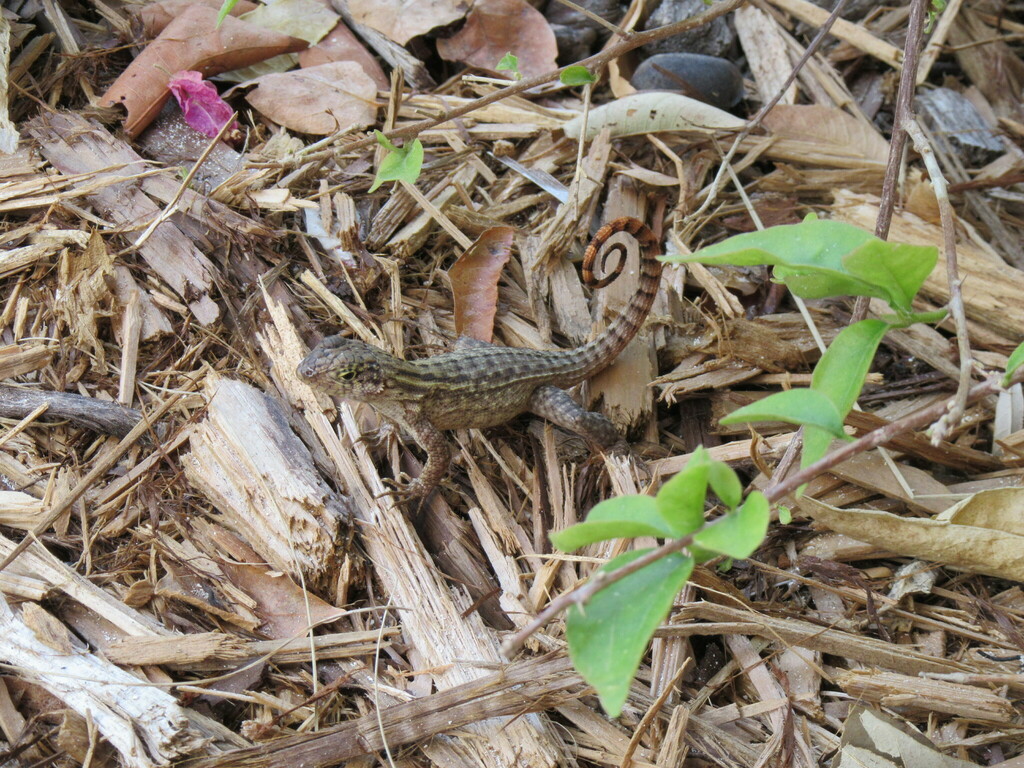 Northern Curly-tailed Lizard from Castaway Cay, The Bahamas on April 21 ...