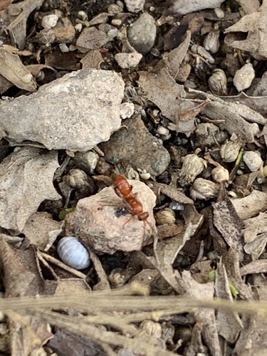 iNaturalist observation photo of Spider Wasps, Velvet Ants, and Allies