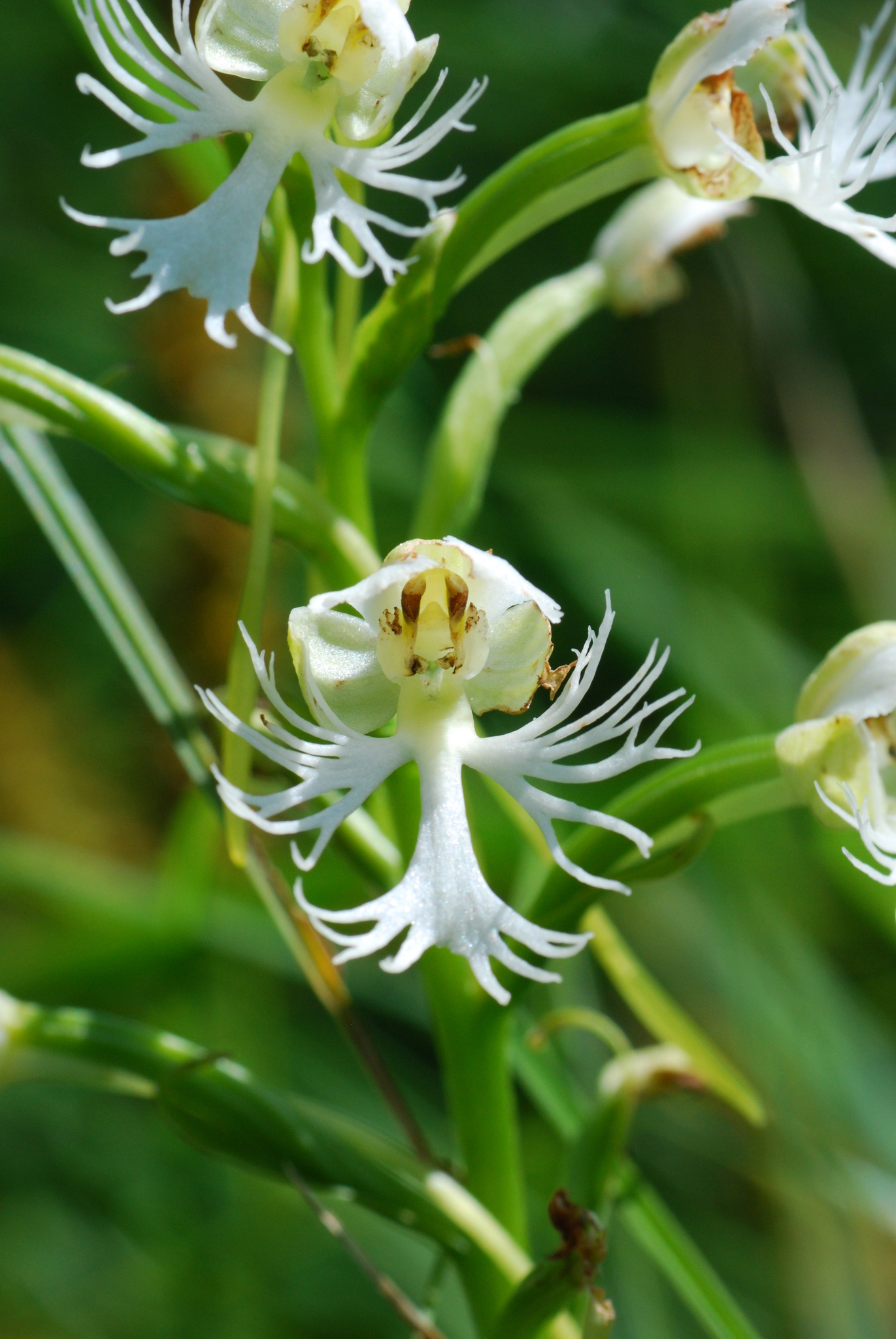 Platanthera leucophaea