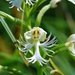 Eastern Prairie Fringed Orchid - Photo (c) Joshua Mayer, some rights reserved (CC BY-SA)