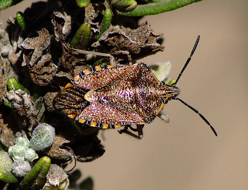 Sunflower Seed Bug