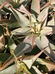 Aloe × schimperi
