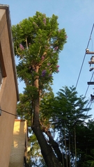 Jacaranda mimosifolia