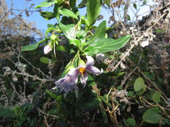 Solanum guineense
