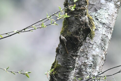 Sikkim Treecreeper (Certhia discolor), photo 2