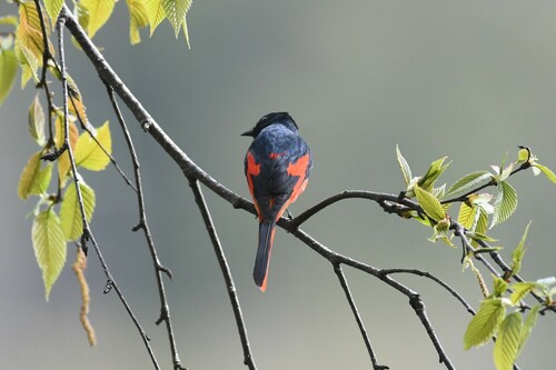 Short-billed Minivet (Pericrocotus brevirostris), photo 3