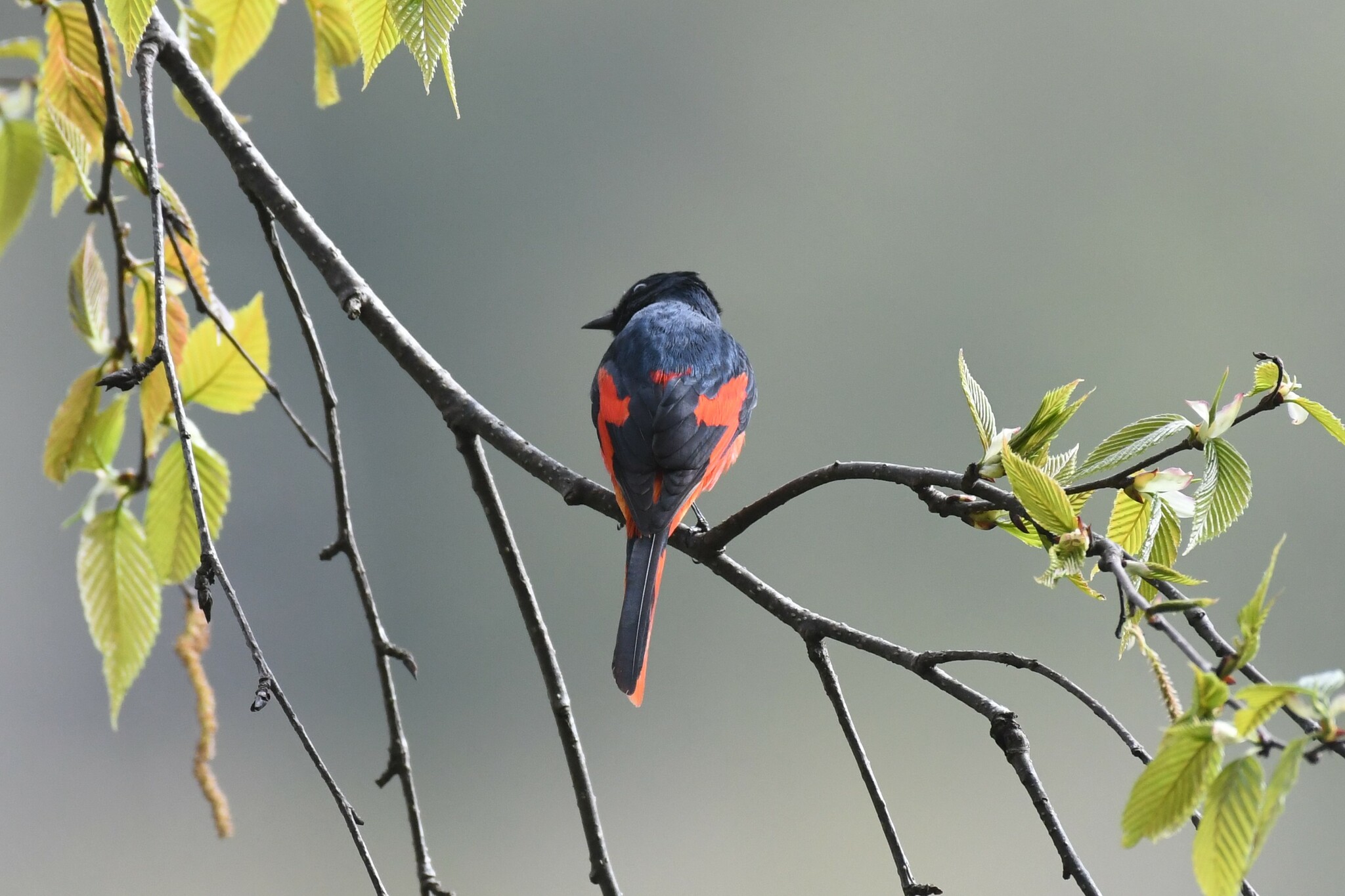 Short-billed Minivet