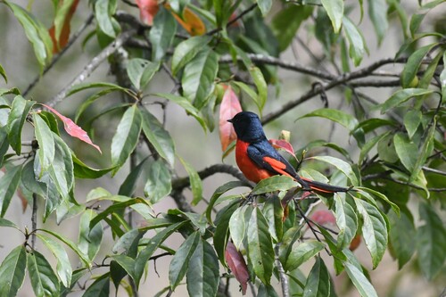 Short-billed Minivet (Pericrocotus brevirostris), photo 2