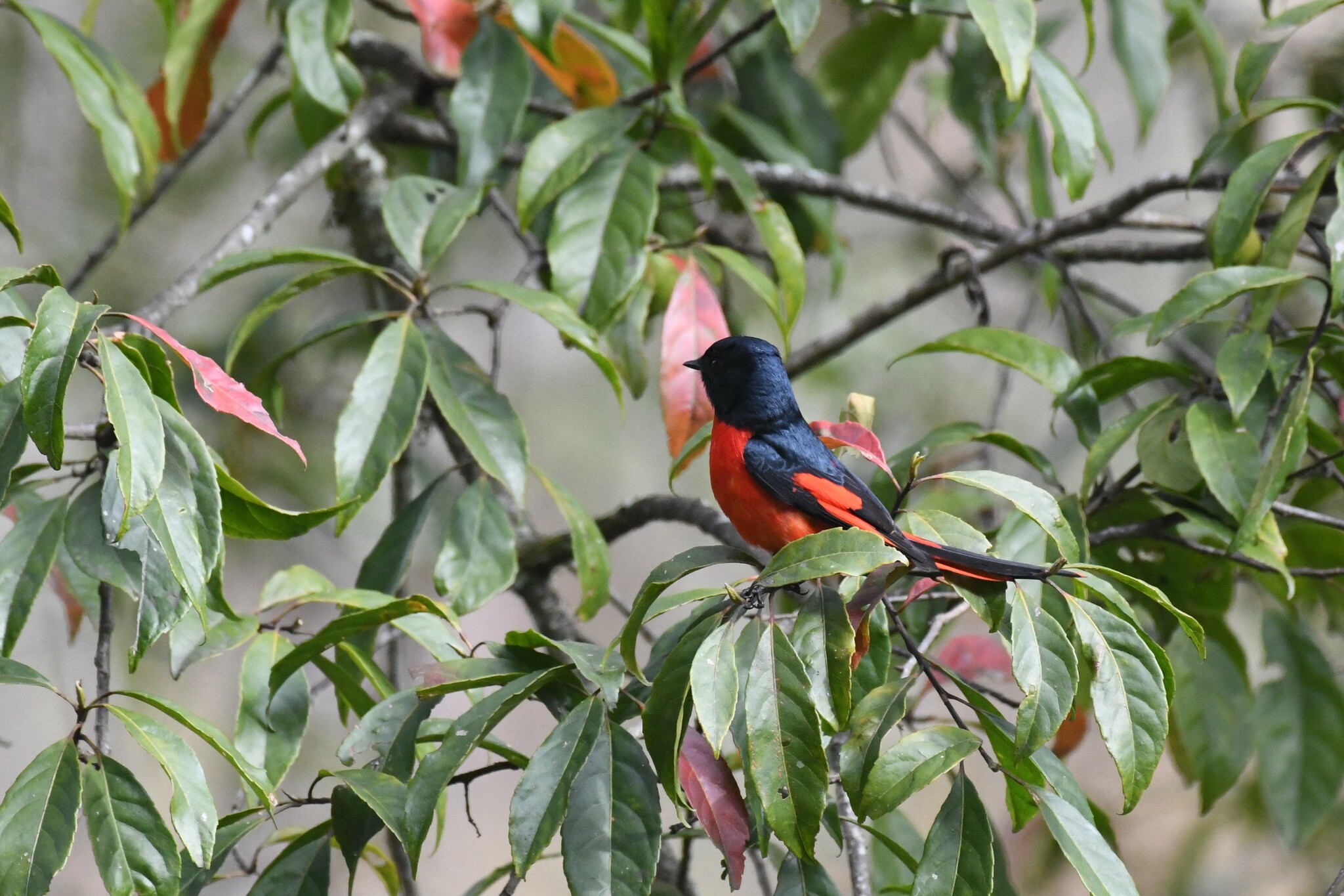 Short-billed Minivet