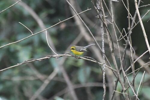 Yellow-bellied Fantail (Chelidorhynx hypoxanthus), photo 8