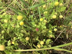 Grangea maderaspatana