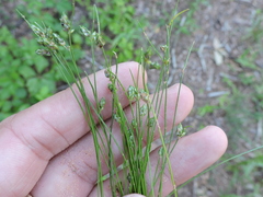 Isolepis carinata
