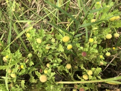 Grangea maderaspatana