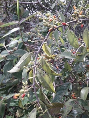 Struthanthus syringifolius