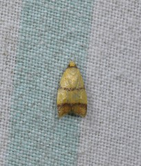 Heteroteucha translatella