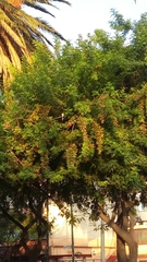 Schinus terebinthifolia