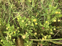 Grangea maderaspatana