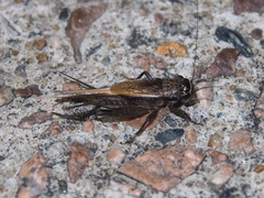 Loxoblemmus equestris