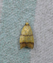 Heteroteucha translatella