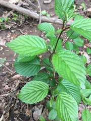 Viburnum plicatum