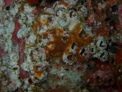 Austromegabalanus cylindricus