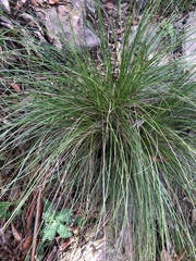 Coleochloa setifera
