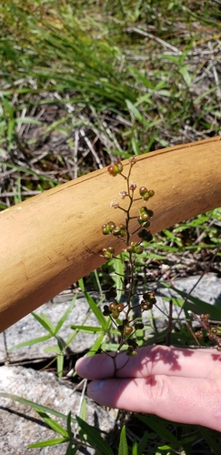 Image of Wood-Candle (Schoenolirion croceum) by (c) Stephan Eselgroth, some rights reserved (CC BY-SA)