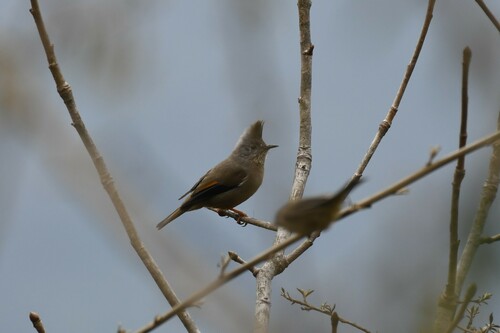 Stripe-throated Yuhina (Yuhina gularis), photo 10