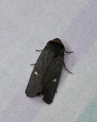 Proteuxoa cinereicollis