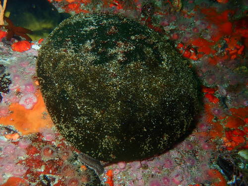 Image of Flat Golfball Codium (Codium papenfussii) by (c) Peter Southwood, some rights reserved (CC BY-SA)