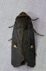 Proteuxoa cinereicollis