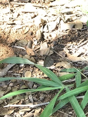 Paryphthimoides poltys