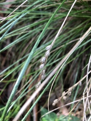 Coleochloa setifera